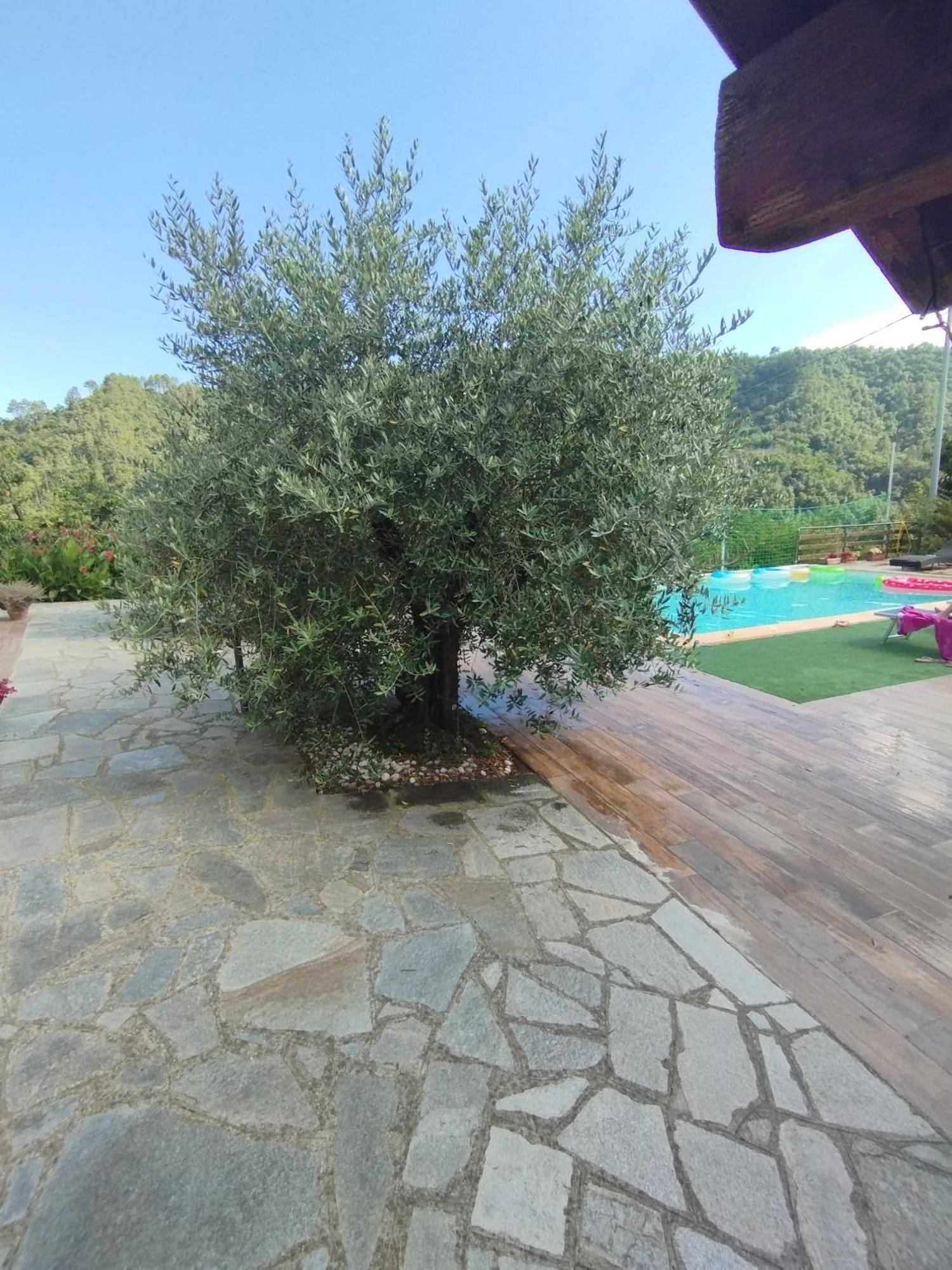 Villa Degli Ulivi Tivegna Eksteriør bilde
